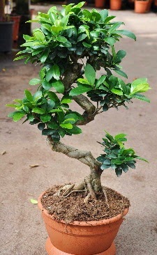 Orta boy bonsai saksı bitkisi  Ankara Çankaya çiçek gönderme sitemiz güvenlidir 