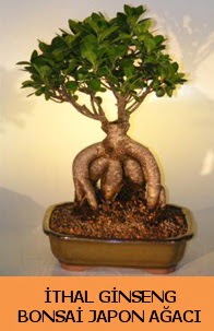 thal japon aac ginseng bonsai sat  Ankara ankaya uluslararas iek gnderme 