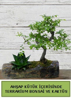 Ahşap kütük bonsai kaktüs teraryum  Ankara Çankaya çiçek gönderme sitemiz güvenlidir 