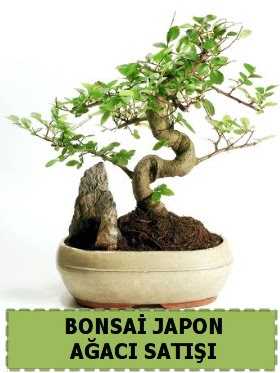 Bonsai japon  aac sat Minyatr thal  Ankara ankaya iek gnderme sitemiz gvenlidir 