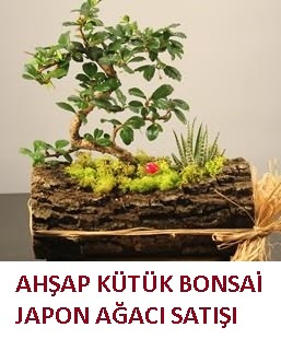 Ahşap kütük içerisinde bonsai ve 3 kaktüs  Çankaya yurtiçi ve yurtdışı çiçek siparişi 