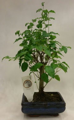 Minyatr bonsai japon aac sat  Ankara ankaya iek online iek siparii 