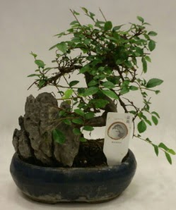 İthal 1.ci kalite bonsai japon ağacı  Çankaya çiçek servisi , çiçekçi adresleri 