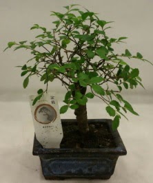 Minyatr ithal japon aac bonsai bitkisi  ankaya iek servisi , ieki adresleri 
