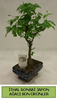 thal bonsai japon aac bitkisi  ankaya iek yolla ieki maazas 