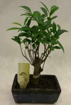 Japon aac bonsai bitkisi sat  Ankara ankaya iek online iek siparii 