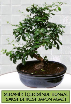 Seramik vazoda bonsai japon ağacı bitkisi  Ankara Çankaya online çiçekçi , çiçek siparişi 