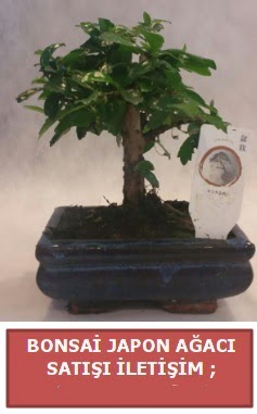 Japon aac minyar bonsai sat  ankaya iek servisi , ieki adresleri 