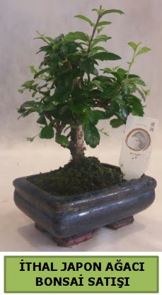 İthal japon ağacı bonsai bitkisi satışı  Ankara Çankaya çiçek online çiçek siparişi 