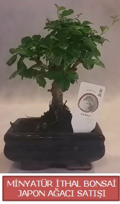 Kk grsel bonsai japon aac bitkisi  Ankara ankaya iek maazas , ieki adresleri 