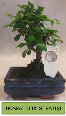 Bonsai ithal görsel minyatür japon ağacı  Çankaya kaliteli taze ve ucuz çiçekler 