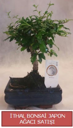 thal kk boy minyatr bonsai aa bitkisi  Ankara ankaya iek online iek siparii 