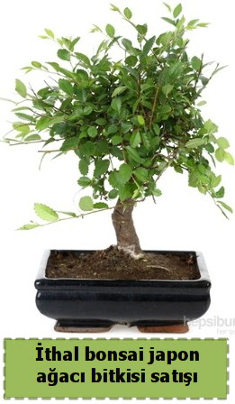 İthal bonsai saksı çiçeği Japon ağacı satışı  Ankara Çankaya uluslararası çiçek gönderme 