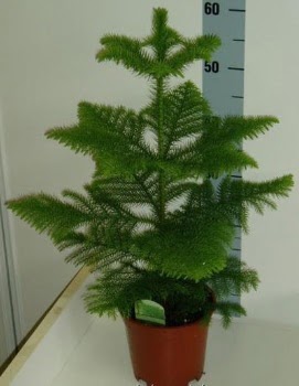 60 cm Salon am araucaria heterophylla  ankaya hediye sevgilime hediye iek 