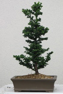 am aac bonsai bitkisi sat  Ankara ankaya iek online iek siparii 