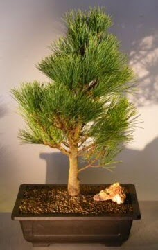 am aac japon aac bitkisi bonsai  Ankara ankaya iek online iek siparii 