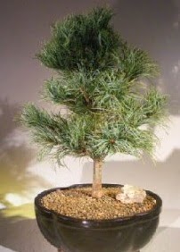 Çam ağacı bonsai bitkisi satışı  Çankaya kaliteli taze ve ucuz çiçekler 