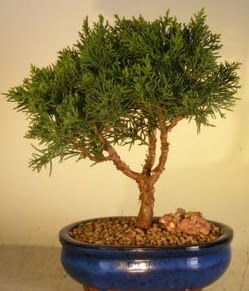Servi am bonsai japon aac bitkisi  Ankara ankaya anneler gn iek yolla 