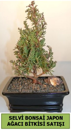 Selvi am japon aac bitkisi bonsai  Ankara ankaya iek online iek siparii 
