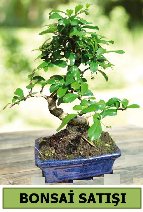Çam bonsai japon ağacı satışı  Çankaya çiçek servisi , çiçekçi adresleri 
