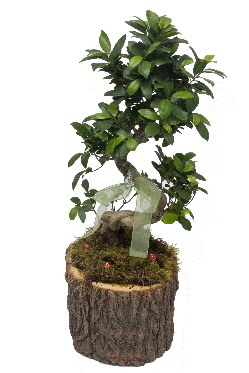 Doğal kütükte bonsai saksı bitkisi  Ankara Çankaya uluslararası çiçek gönderme 