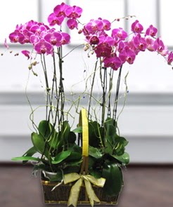 7 dallı mor lila orkide  Çankaya çiçekçiler 14 şubat sevgililer günü çiçek 