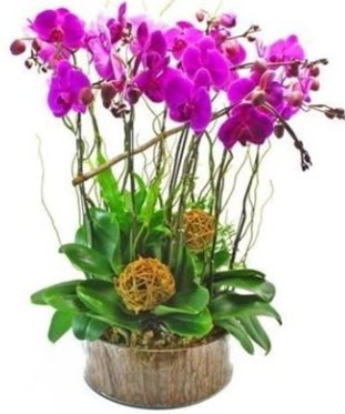 Ahşap kütükte lila mor orkide 8 li  Çankaya çiçek yolla , çiçek gönder , çiçekçi  