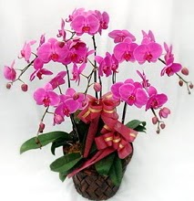 Sepet ierisinde 5 dall lila orkide  ankaya kaliteli taze ve ucuz iekler 