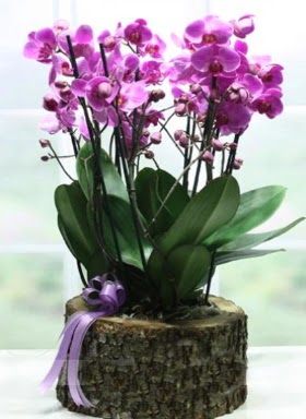 Ktk ierisinde 6 dall mor orkide  ankaya kaliteli taze ve ucuz iekler 