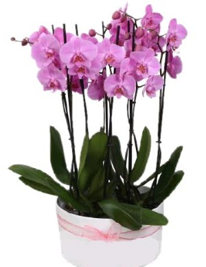 Beyaz seramik ierisinde 7 dall mor orkide  Ankara ankaya iek online iek siparii 