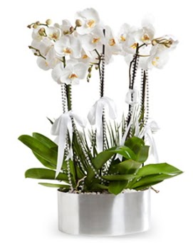Beş dallı metal saksıda beyaz orkide  Ankara Çankaya anneler günü çiçek yolla 