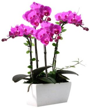 Seramik vazo içerisinde 4 dallı mor orkide  Çankaya çiçek servisi , çiçekçi adresleri 