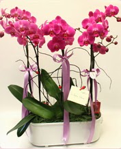 Beyaz seramik ierisinde 4 dall orkide  ankaya kaliteli taze ve ucuz iekler 