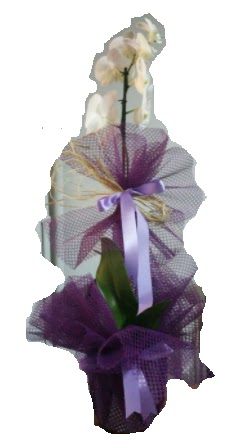 Tek dallı beyaz orkide süper kalite ithal  Ankara Çankaya online çiçekçi , çiçek siparişi 