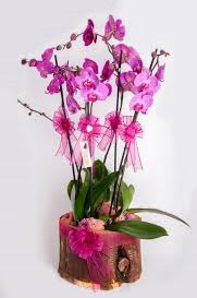 4 dallı kütük içerisibde mor orkide  Çankaya çiçek servisi , çiçekçi adresleri 