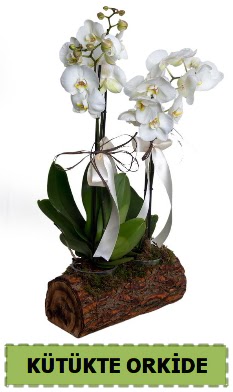 Kütük içerisinde 2 Adet tek dallı orkide  Ankara Çankaya hediye çiçek yolla  