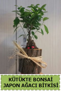 Ktk ierisinde doal bonsai aac  Ankara ankaya iek online iek siparii 