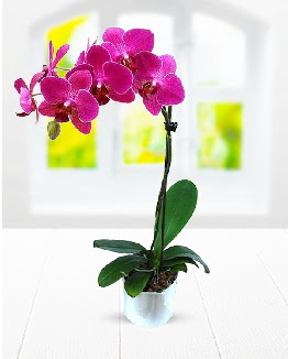 Tek dallı mor orkide  Çankaya çiçek servisi , çiçekçi adresleri 