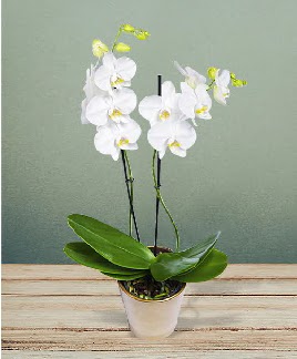 ift dall beyaz orkide sper kalite  ankaya hediye sevgilime hediye iek 