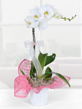 Tek dallı beyaz orkide seramik saksıda  Çankaya hediye sevgilime hediye çiçek  