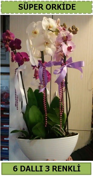 6 dallı 3 renk özel vazoda orkide çiçeği  Çankaya çiçek servisi , çiçekçi adresleri 