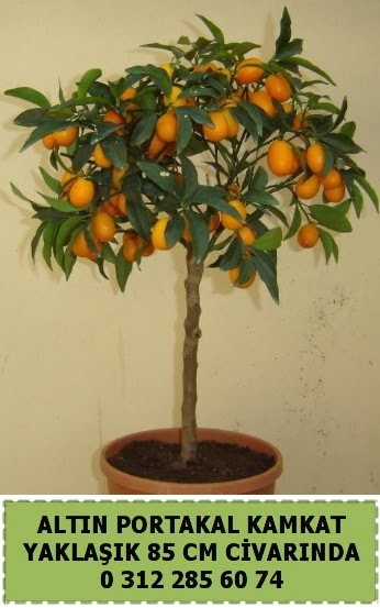 Altın portakal Kamkat ağacı bitkisi  Çankaya hediye sevgilime hediye çiçek 