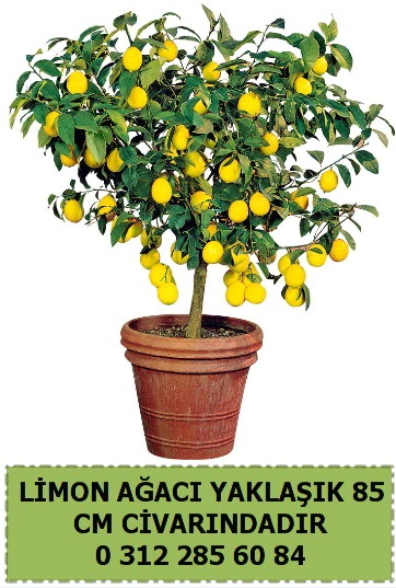 Limon ağacı bitkisi  Çankaya çiçek servisi , çiçekçi adresleri 