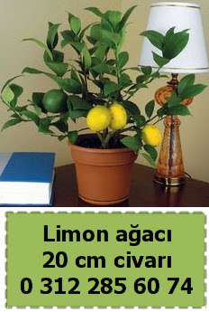 Limon ağacı bitkisi  Ankara Çankaya çiçek online çiçek siparişi 