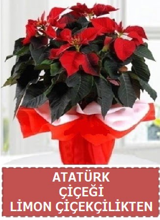 Atatürk çiçeği saksı bitkisi  Çankaya çiçek servisi , çiçekçi adresleri 