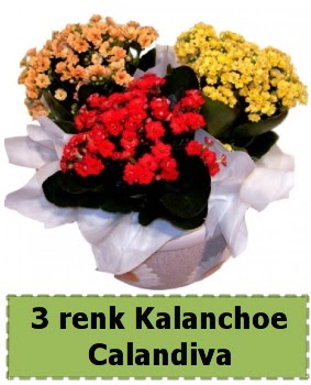 3 renk Kalanchoe Calandiva saksı bitkisi  Çankaya hediye sevgilime hediye çiçek 