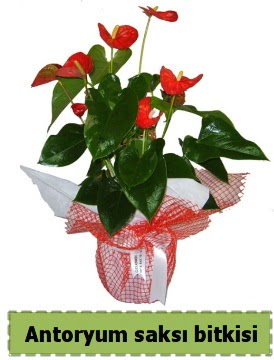 Antoryum saksı bitkisi büyük boy satışı  Ankara Çankaya çiçek mağazası , çiçekçi adresleri 