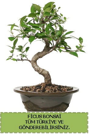 Ficus bonsai  ankaya iekiler 14 ubat sevgililer gn iek 