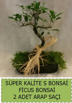 Ficus S Bonsai ve arap saçı  Ankara Çankaya çiçek online çiçek siparişi 