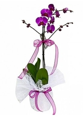 Tekli Mor Orkide  Ankara Çankaya anneler günü çiçek yolla 